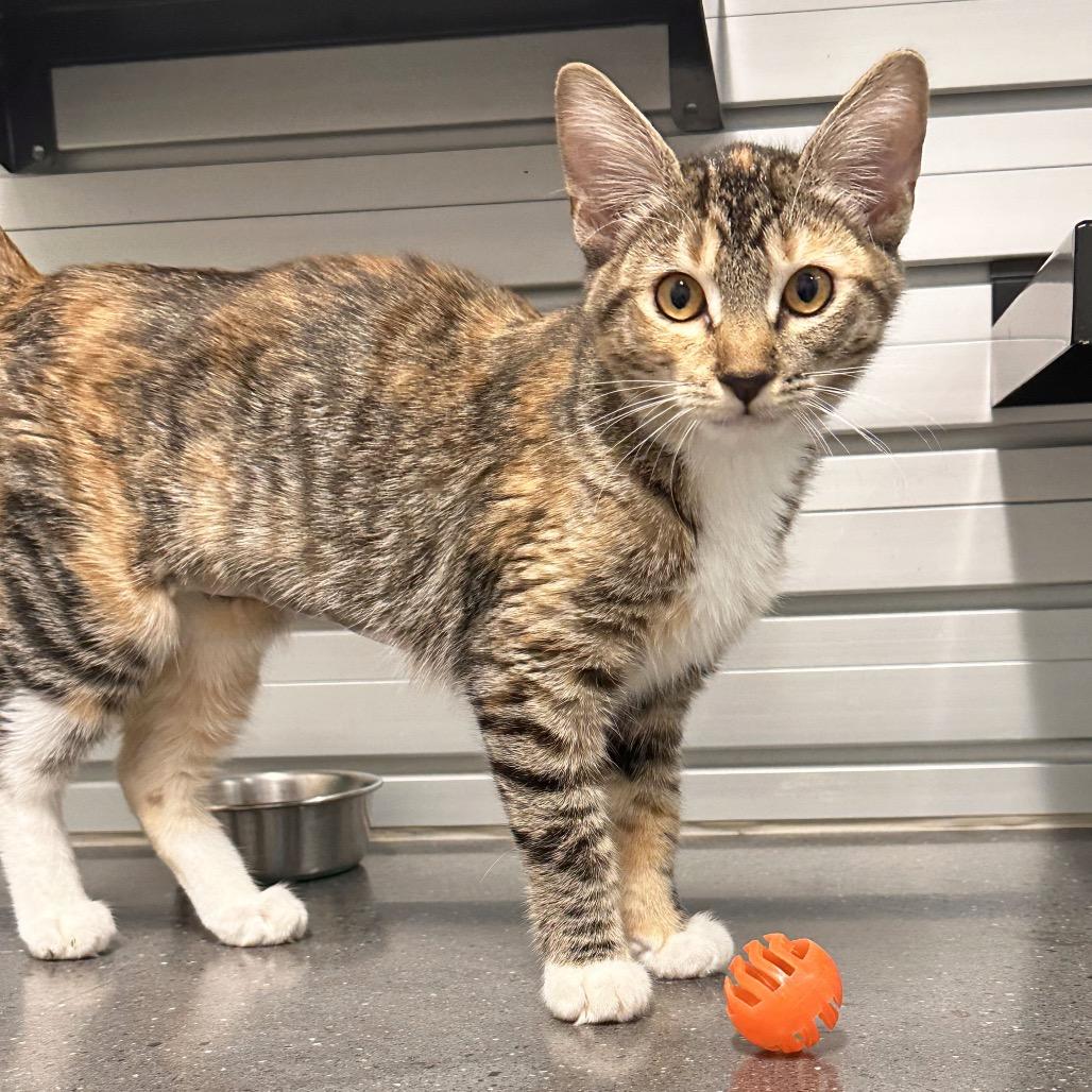 Enlarge Lyra, a Adoptable Domestic Short Hair in Hailey, ID image 3/3
