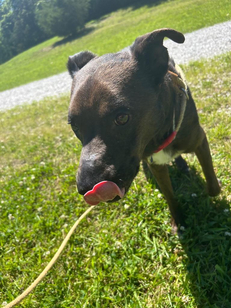 Parker, Adoptable, Adult Male Mixed Breed.