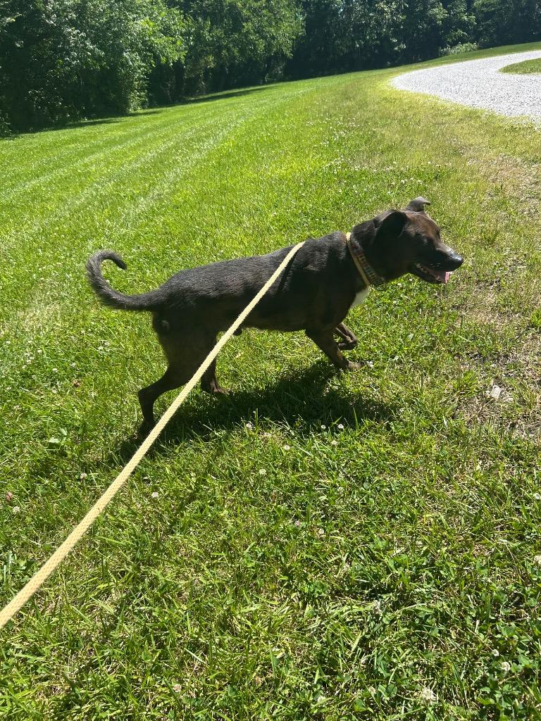 Enlarge Parker, a Adoptable mixed breed in Greencastle, IN image 2/5