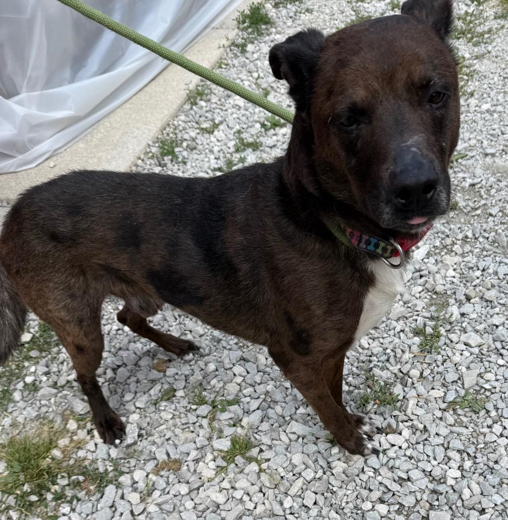 Enlarge Parker, a Adoptable mixed breed in Greencastle, IN image 3/5