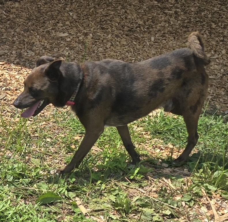 Enlarge Parker, a Adoptable mixed breed in Greencastle, IN image 4/5