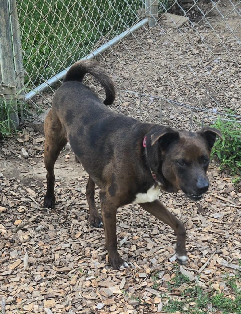 Enlarge Parker, a Adoptable mixed breed in Greencastle, IN image 5/5
