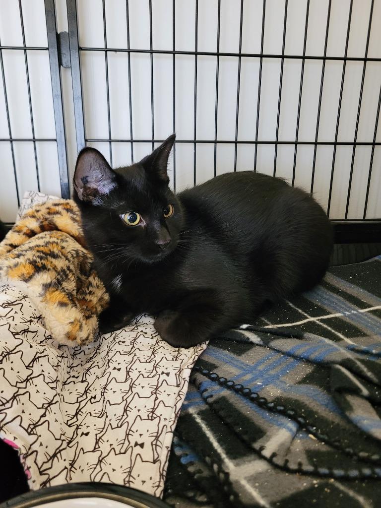 Barry, Adoptable, Young Male Domestic Short Hair.