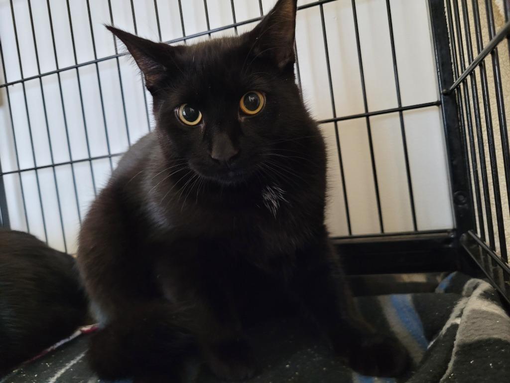 Barry, a Adoptable mixed breed in Richmond, BC image 2/2