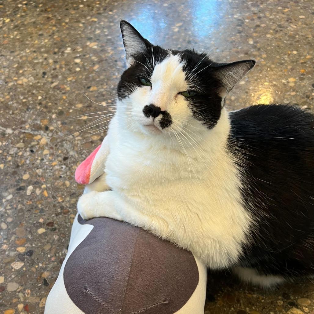 Queen Elizabeth, Adoptable, Adult Female Domestic Short Hair & Mixed Breed.