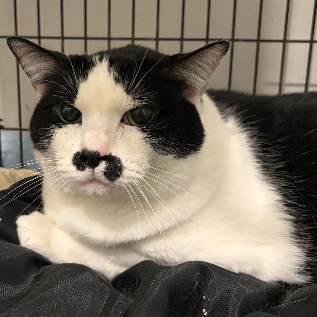 Enlarge Queen Elizabeth, a Adoptable mixed breed in Louisville, KY image 2/5