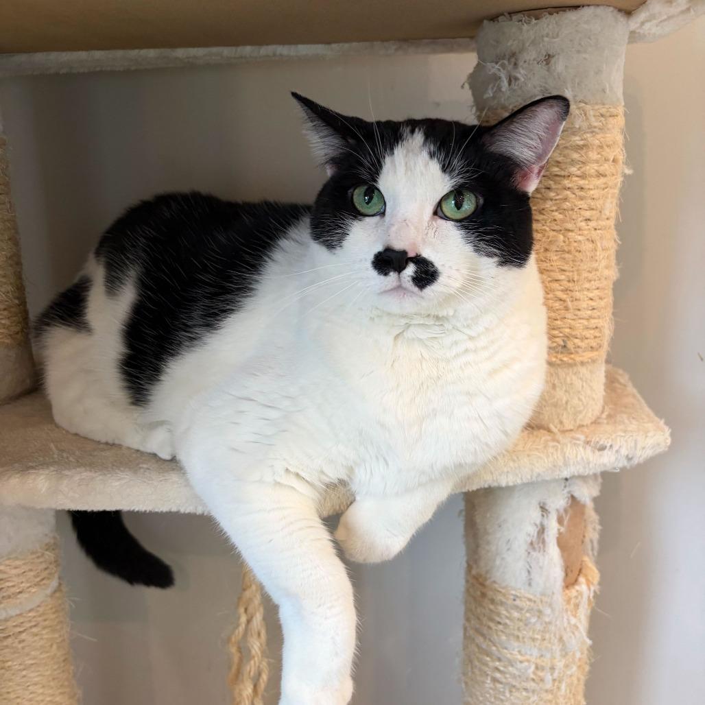 Enlarge Queen Elizabeth, a Adoptable mixed breed in Louisville, KY image 3/5
