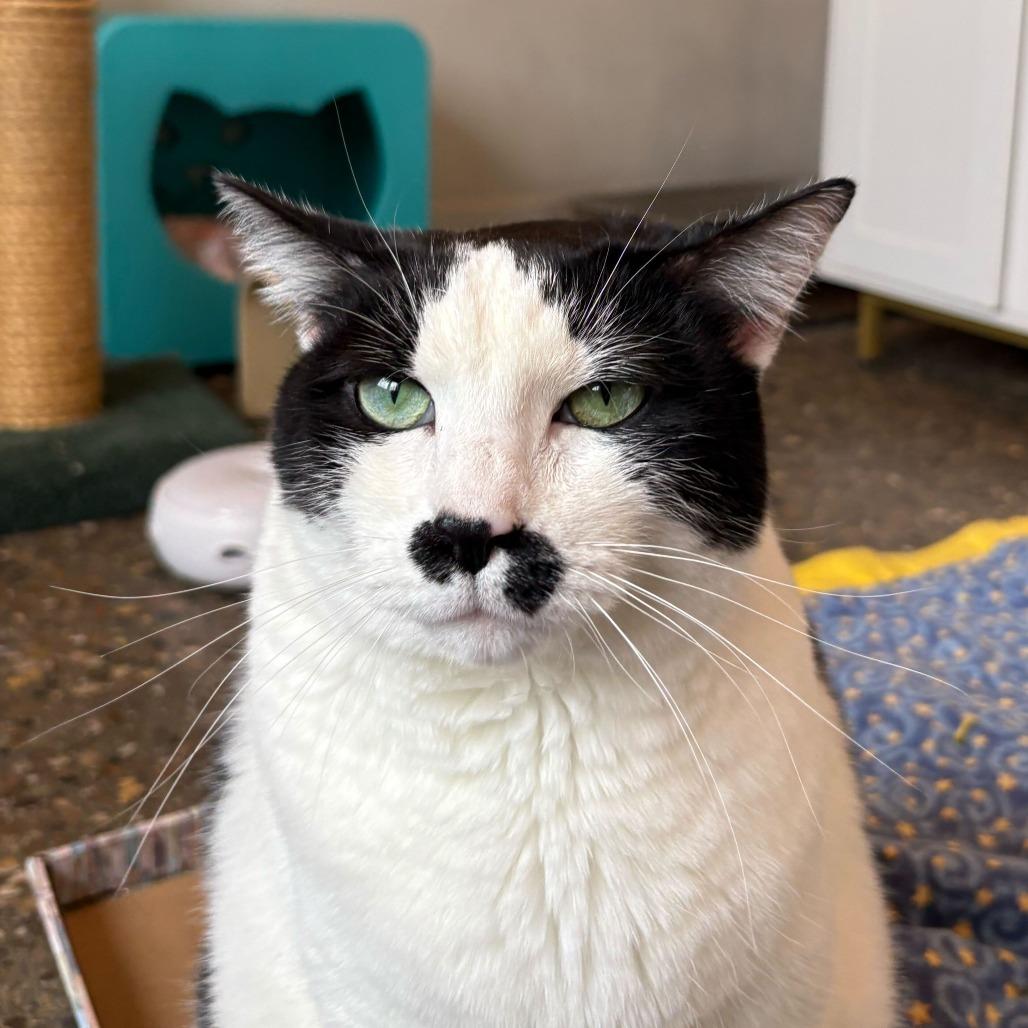 Enlarge Queen Elizabeth, a Adoptable mixed breed in Louisville, KY image 4/5