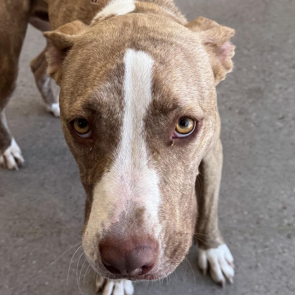 Cash, a Adoptable Mixed Breed in Las Cruces, NM image 1/6