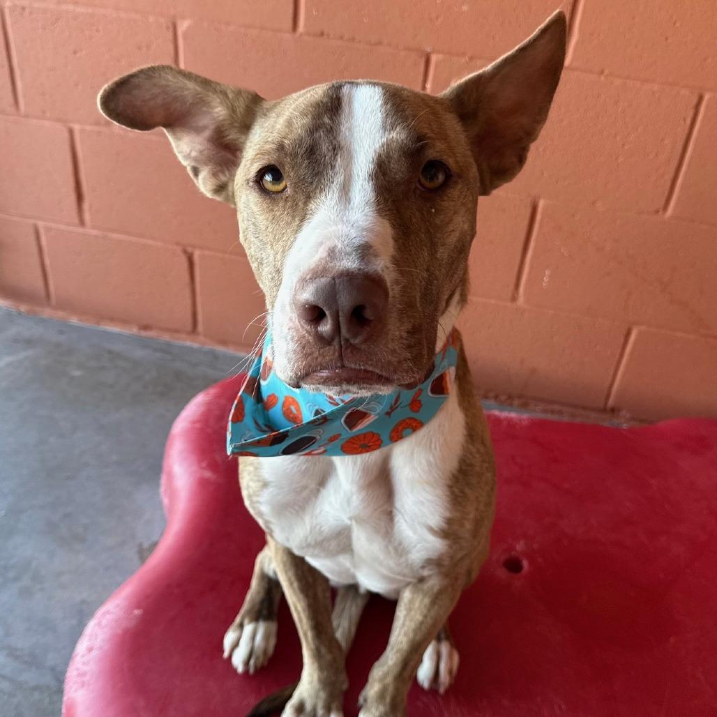 Cash, a Adoptable Mixed Breed in Las Cruces, NM image 2/6