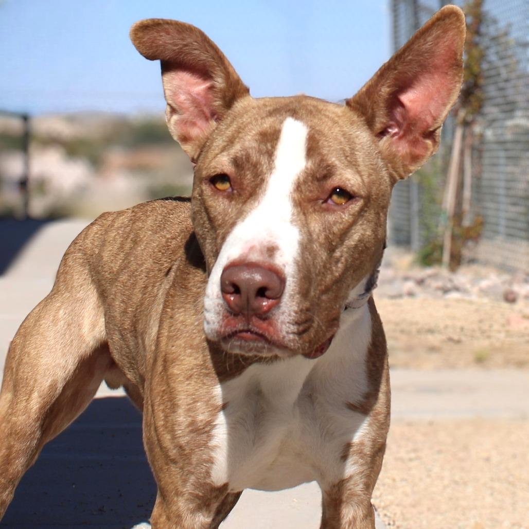 Cash, a Adoptable Mixed Breed in Las Cruces, NM image 3/6