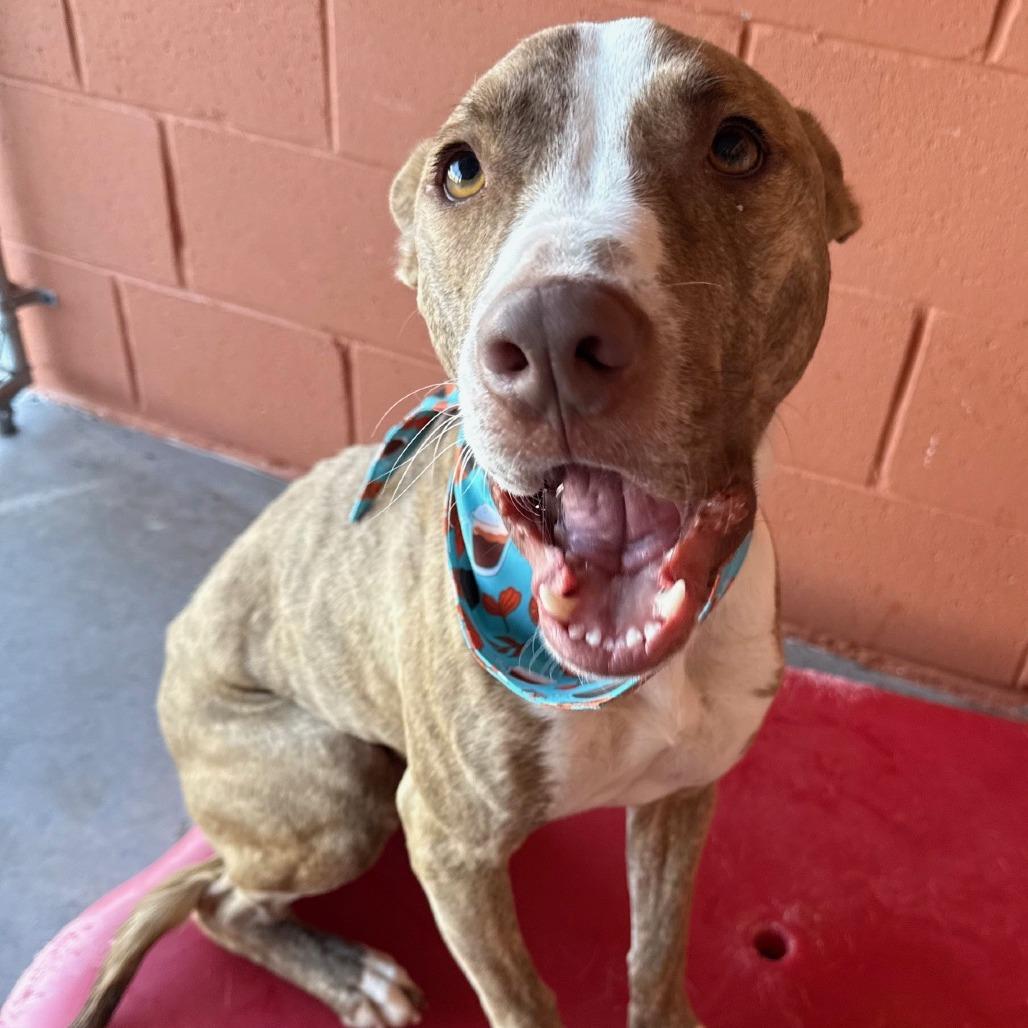 Cash, Adoptable, Adult Male Mixed Breed.