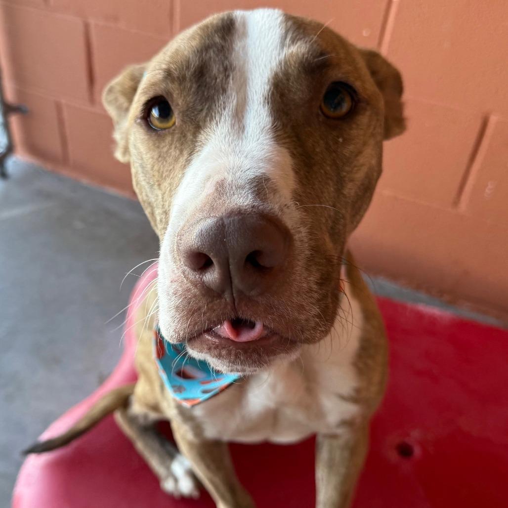 Cash, a Adoptable Mixed Breed in Las Cruces, NM image 5/6