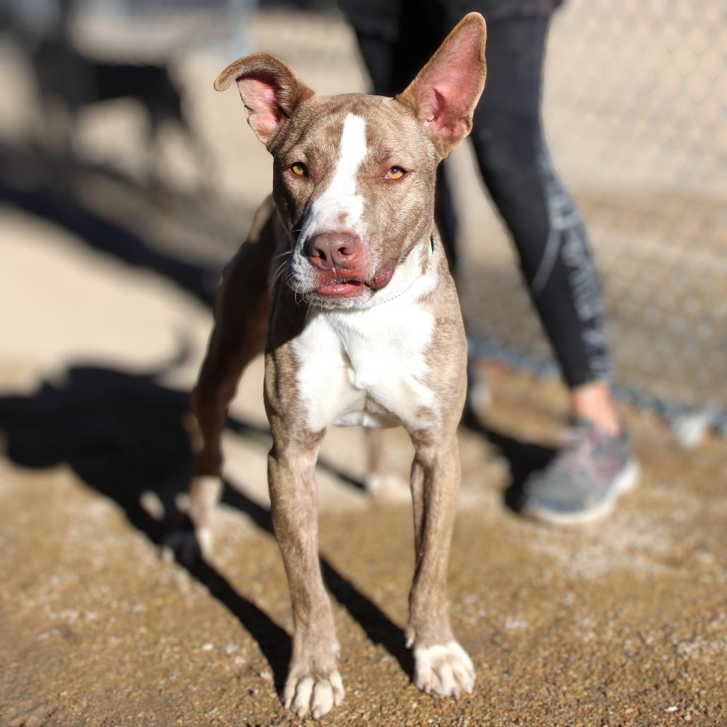 Enlarge Cash, a Adoptable Mixed Breed in Las Cruces, NM image 5/6