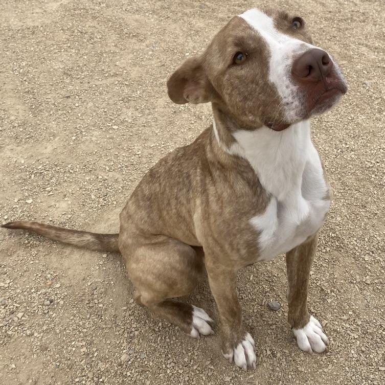 Enlarge Cash, a Adoptable Mixed Breed in Las Cruces, NM image 5/6