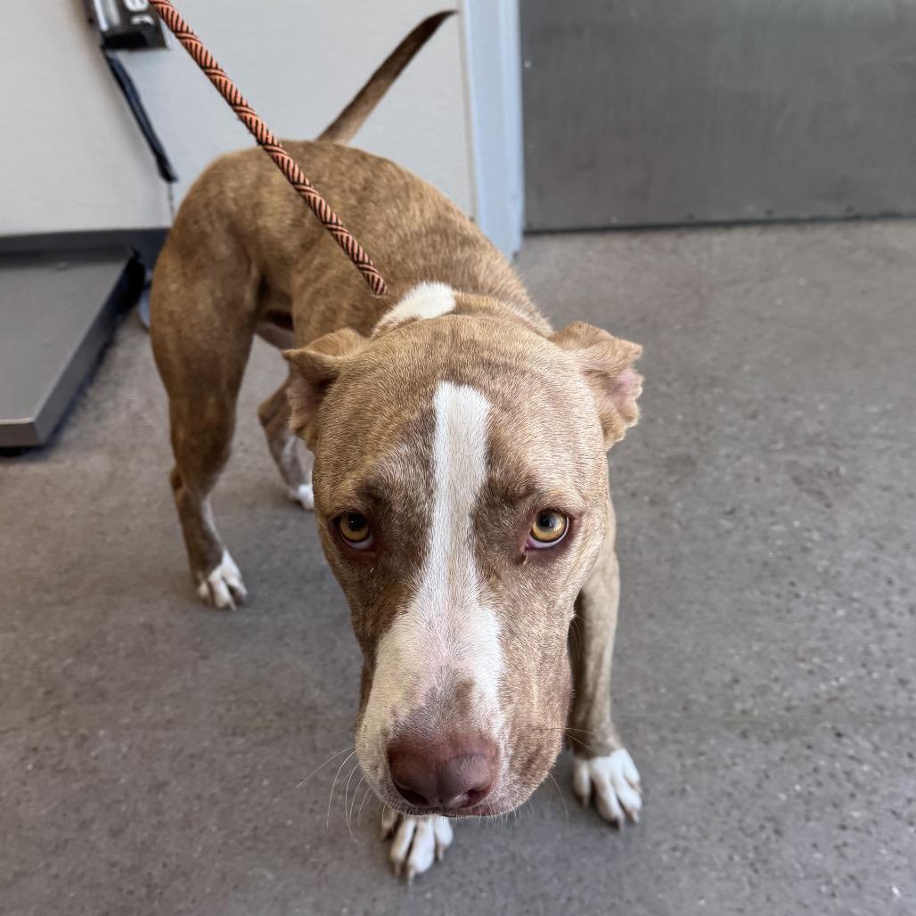 Cash, a Adoptable Mixed Breed in Las Cruces, NM image 6/6