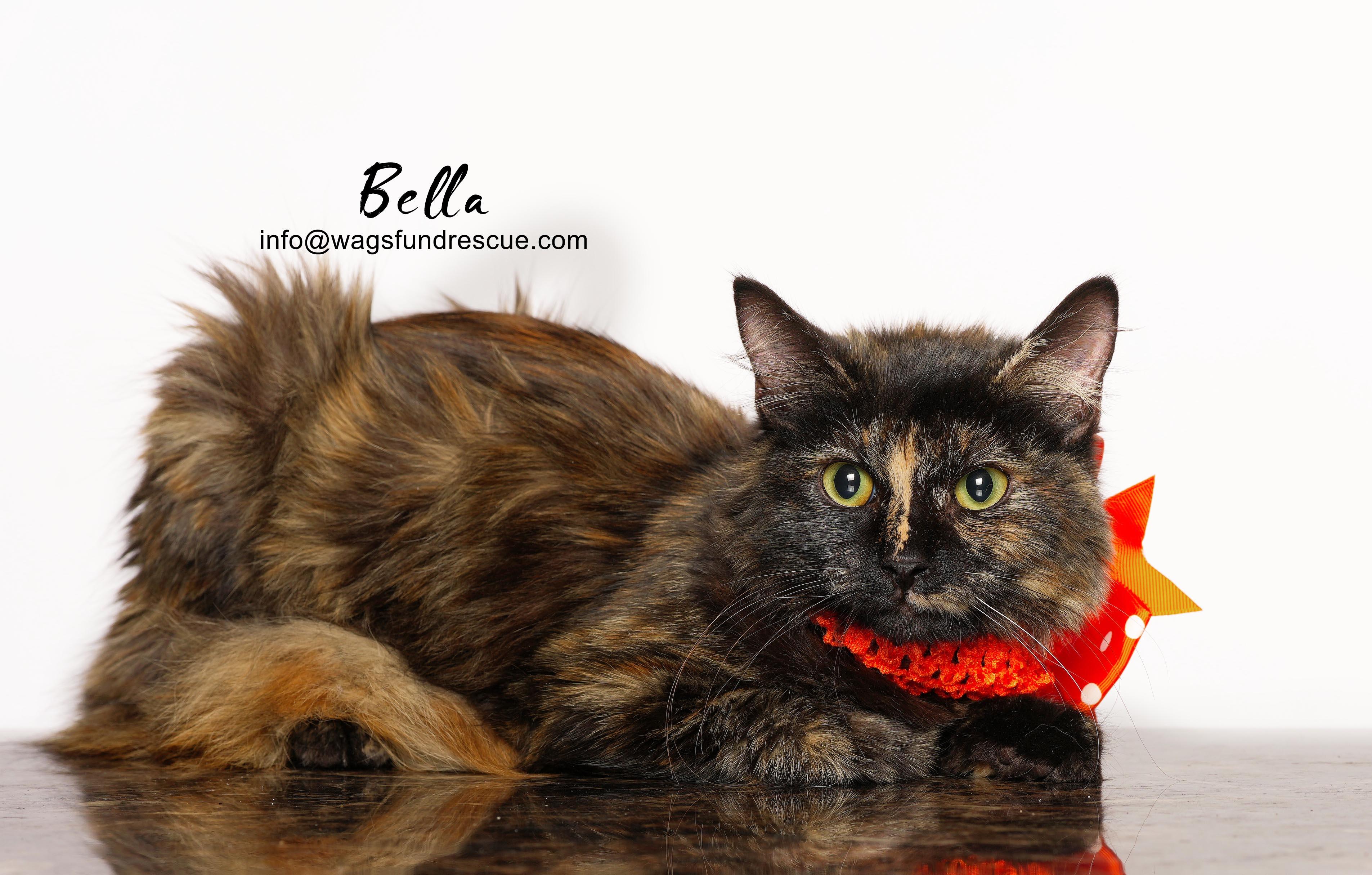 Bella, a ADOPTABLE mixed breed in Houston, TX image 3/3