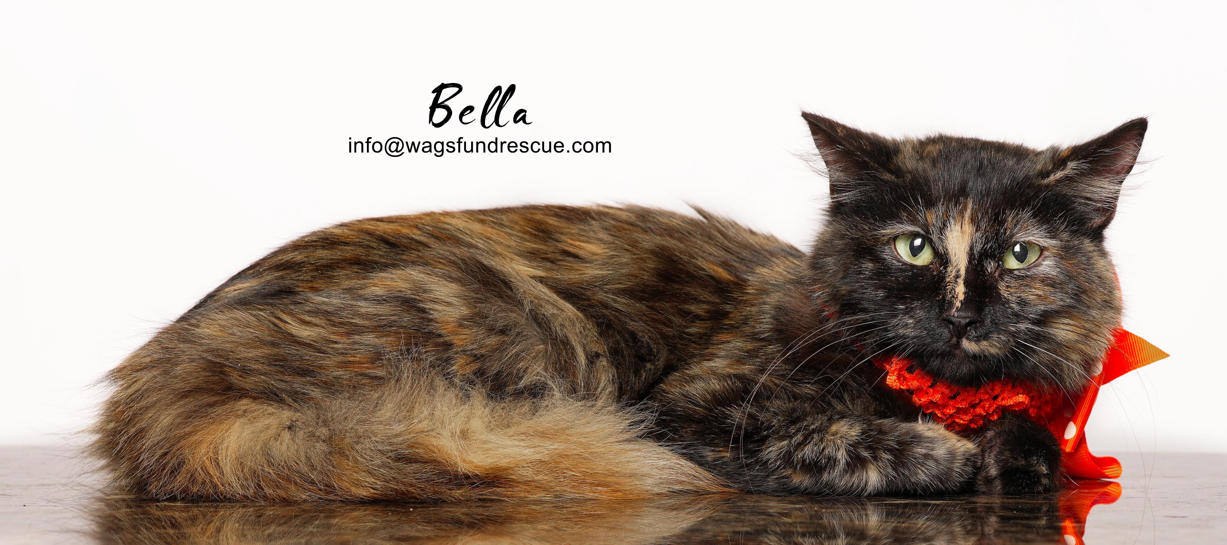 Bella, a ADOPTABLE mixed breed in Houston, TX image 2/3