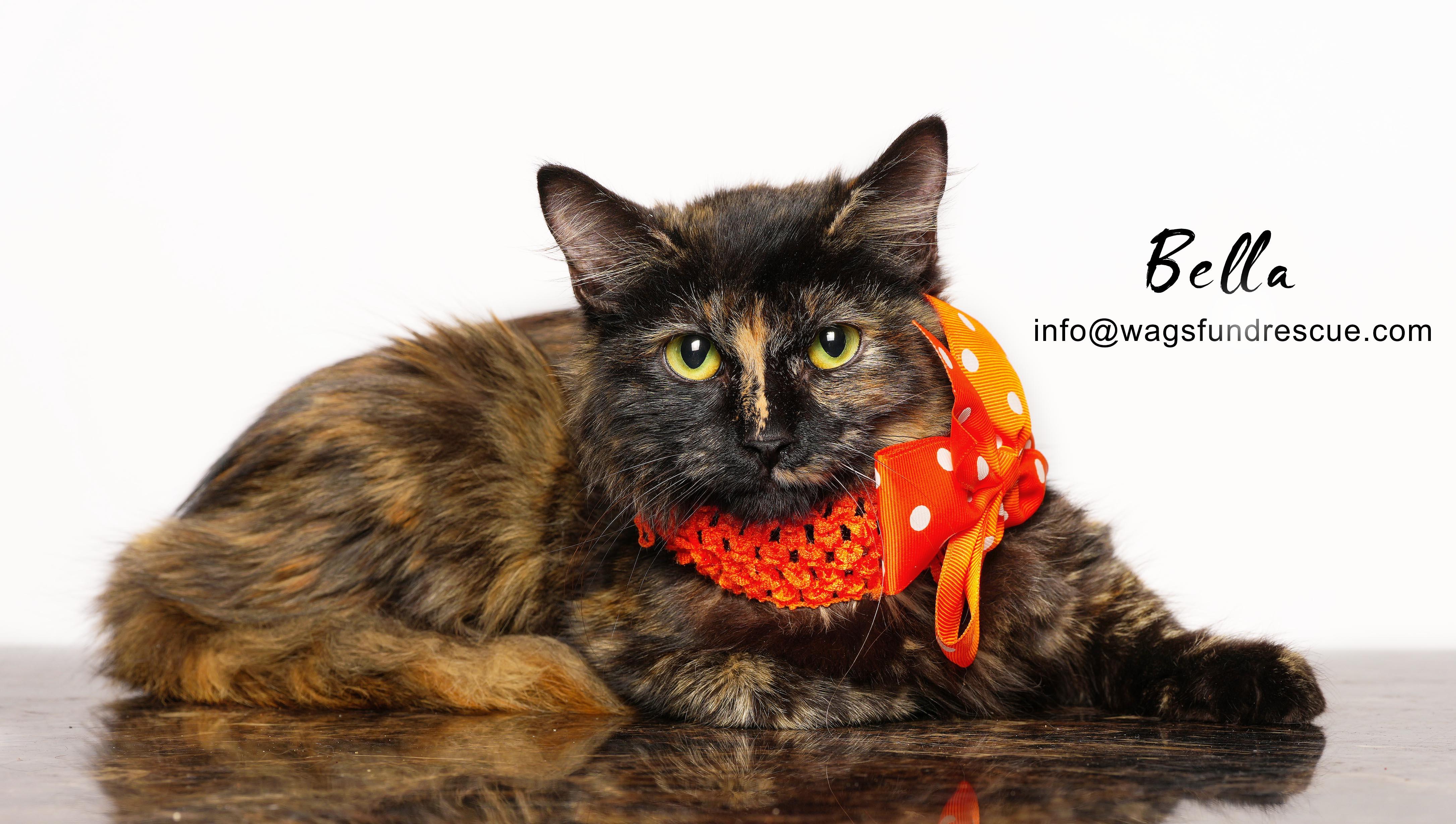 Bella, ADOPTABLE, Kitten Female Tortoiseshell.
