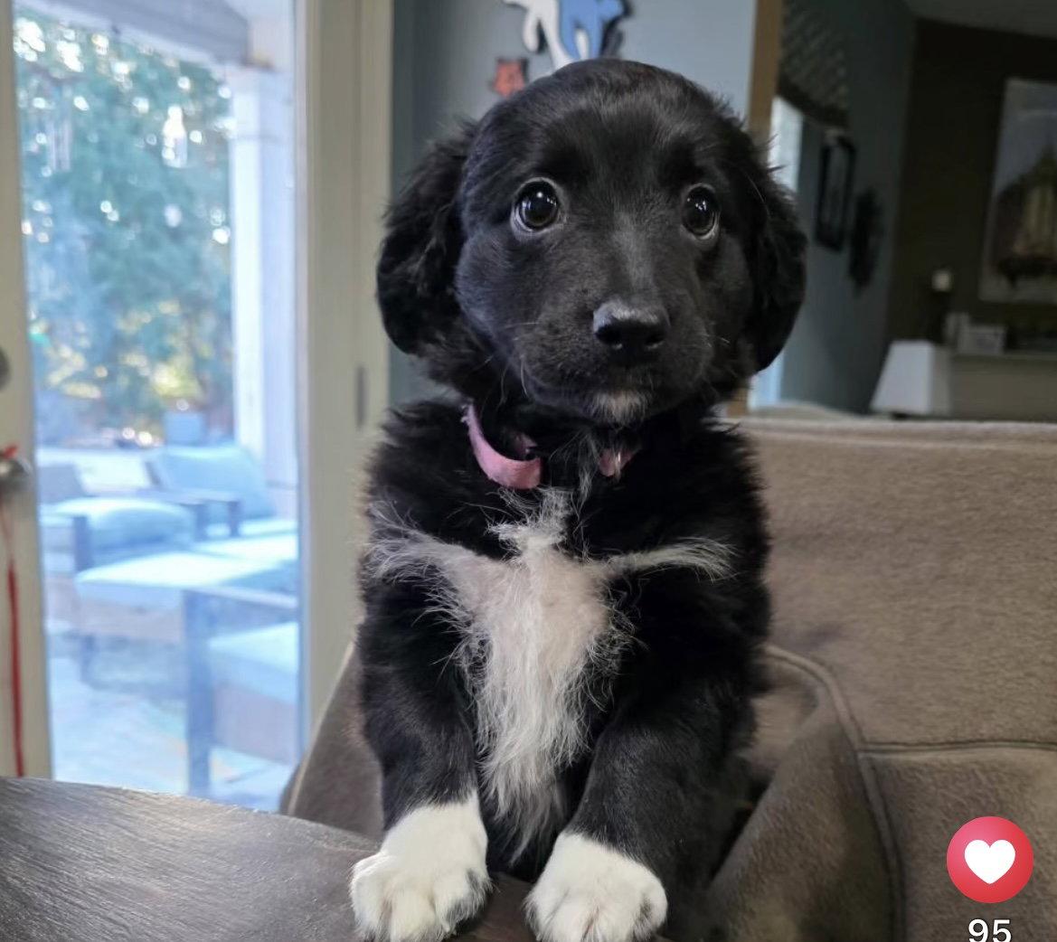 Enlarge Millie, a Adopted Flat-Coated Retriever in Woodstock, GA image 1/1