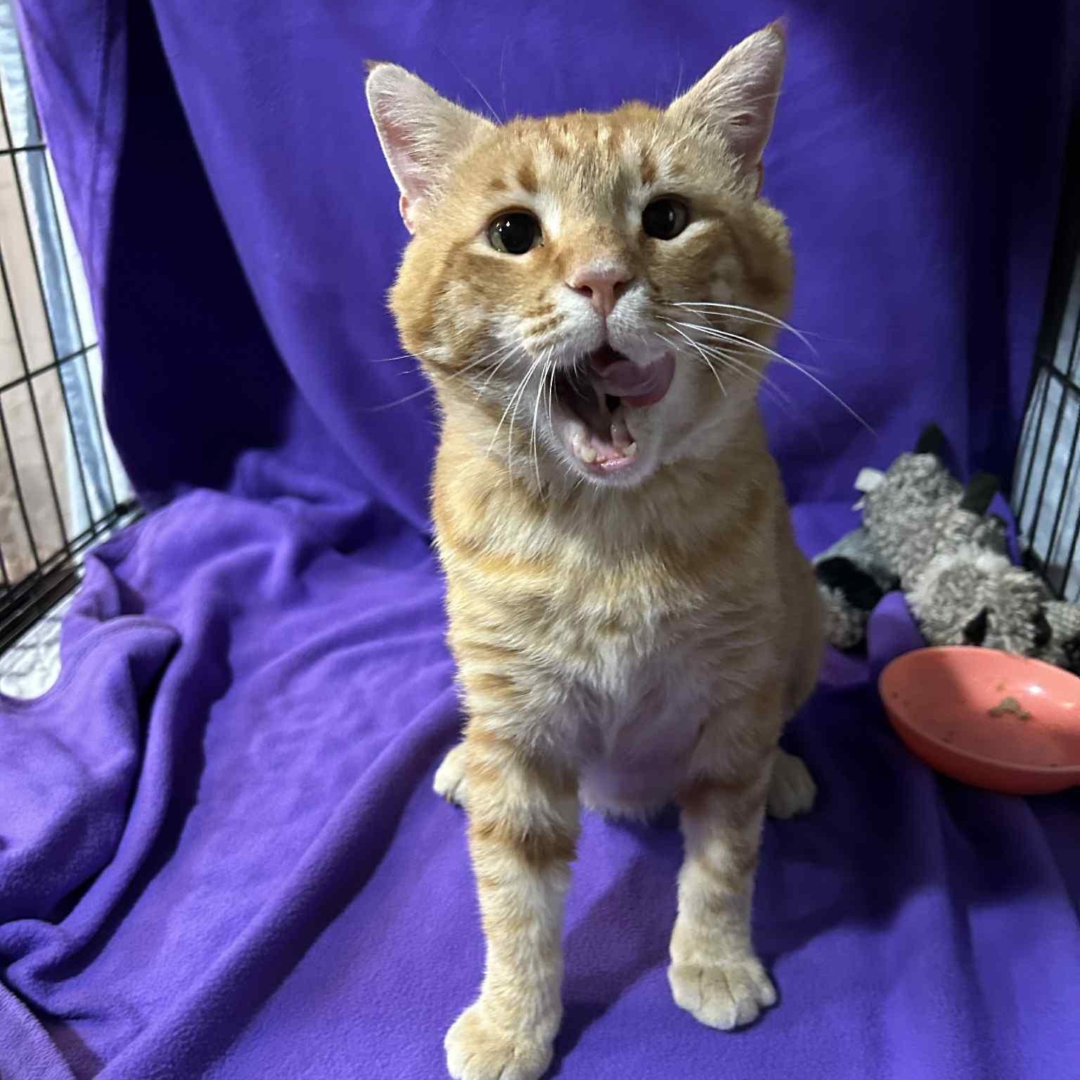 Garfield, Adult Male unknown