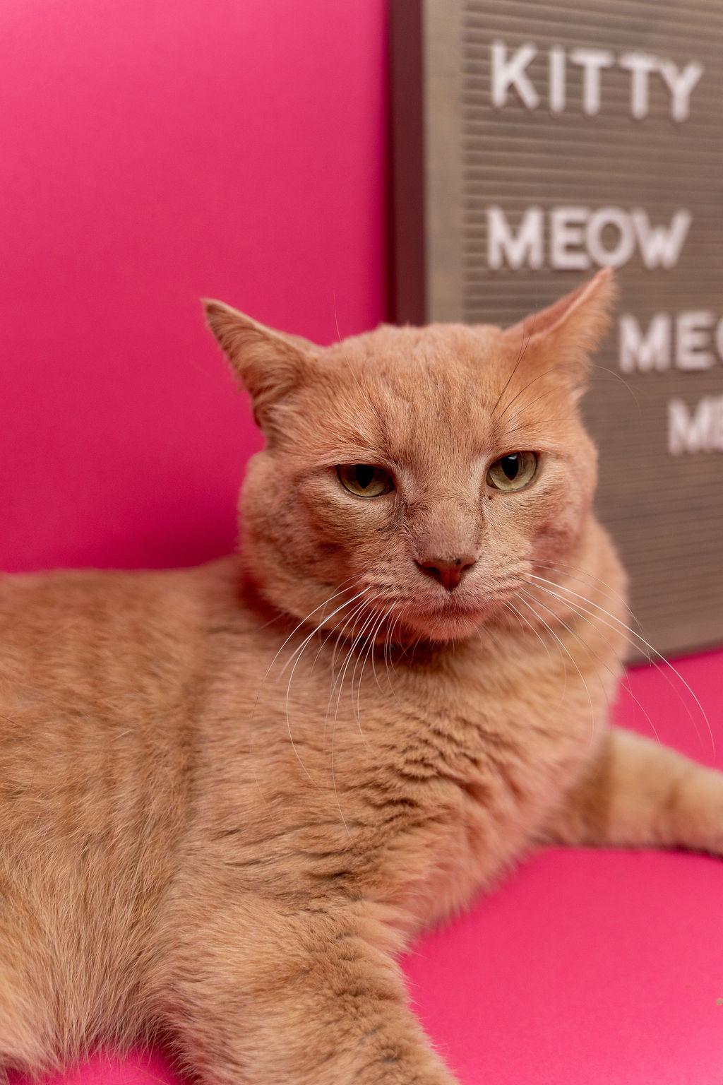 Albert, ADOPTABLE, Adult Male Domestic Short Hair.