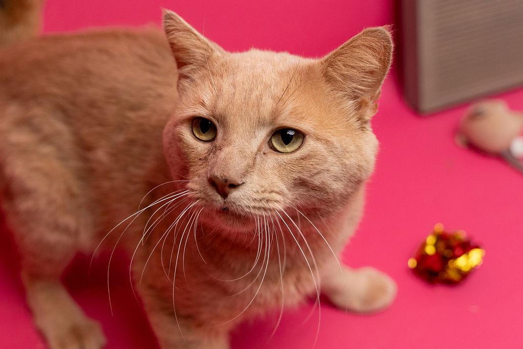 Enlarge Albert, a Adoptable Domestic Short Hair in Myrtle Beach, SC image 2/2