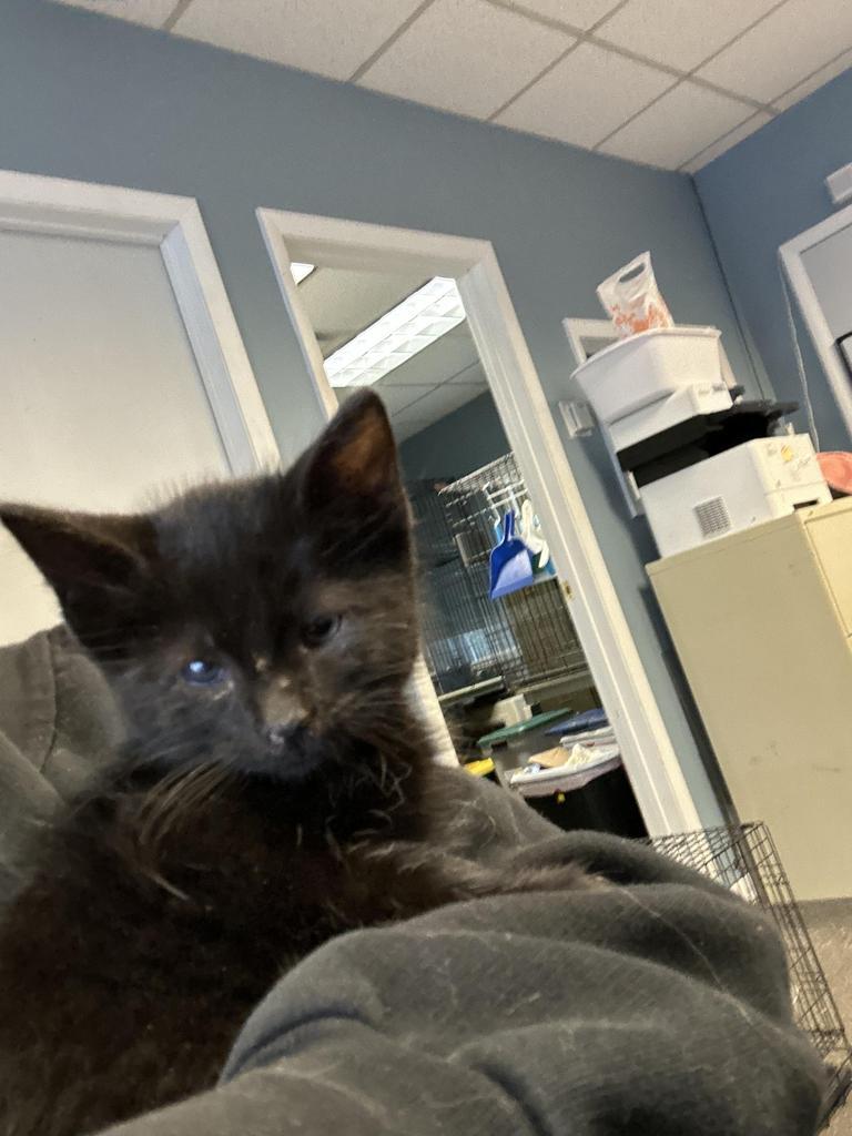 Enlarge Theodore now Gojo, a Adopted Extra-Toes Cat / Hemingway Polydactyl in LIberty, NY image 1/1