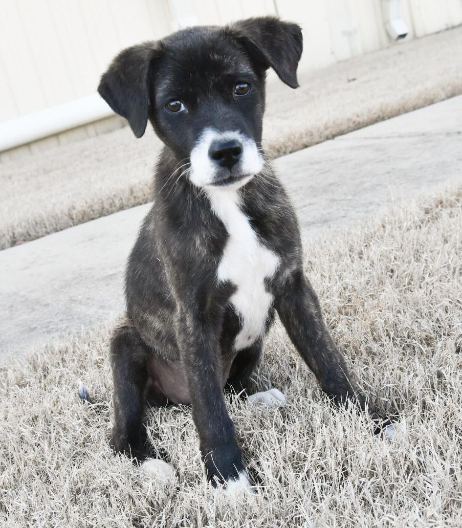 Enlarge Eve , an adopted mixed breed in Medfield, MA image 3/4