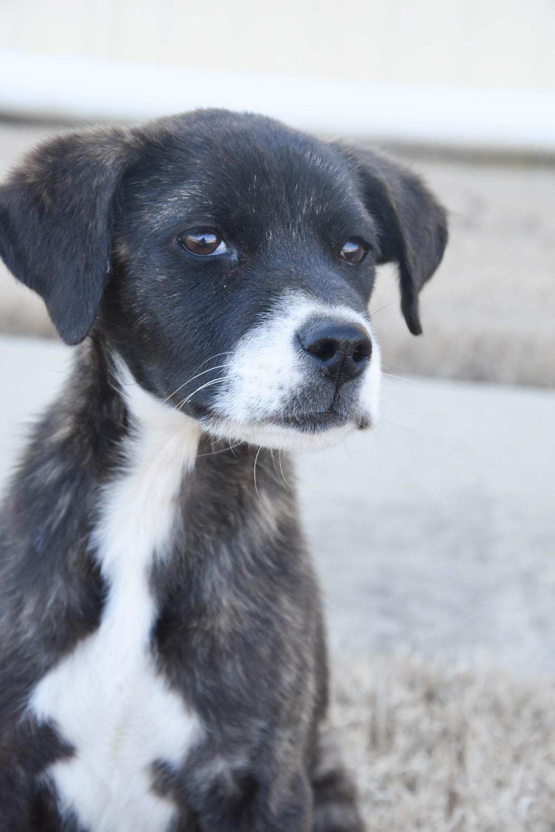 Enlarge Eve , an adopted mixed breed in Medfield, MA image 4/4