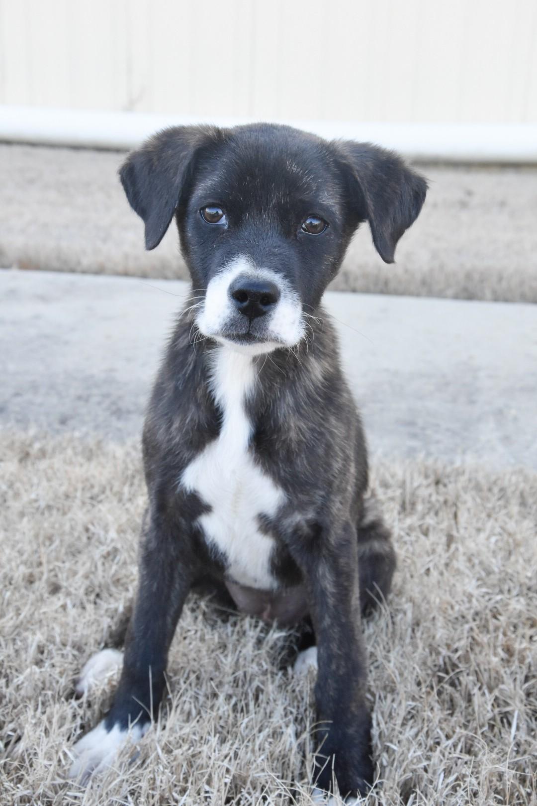 Enlarge Eve , an adopted mixed breed in Medfield, MA image 1/4