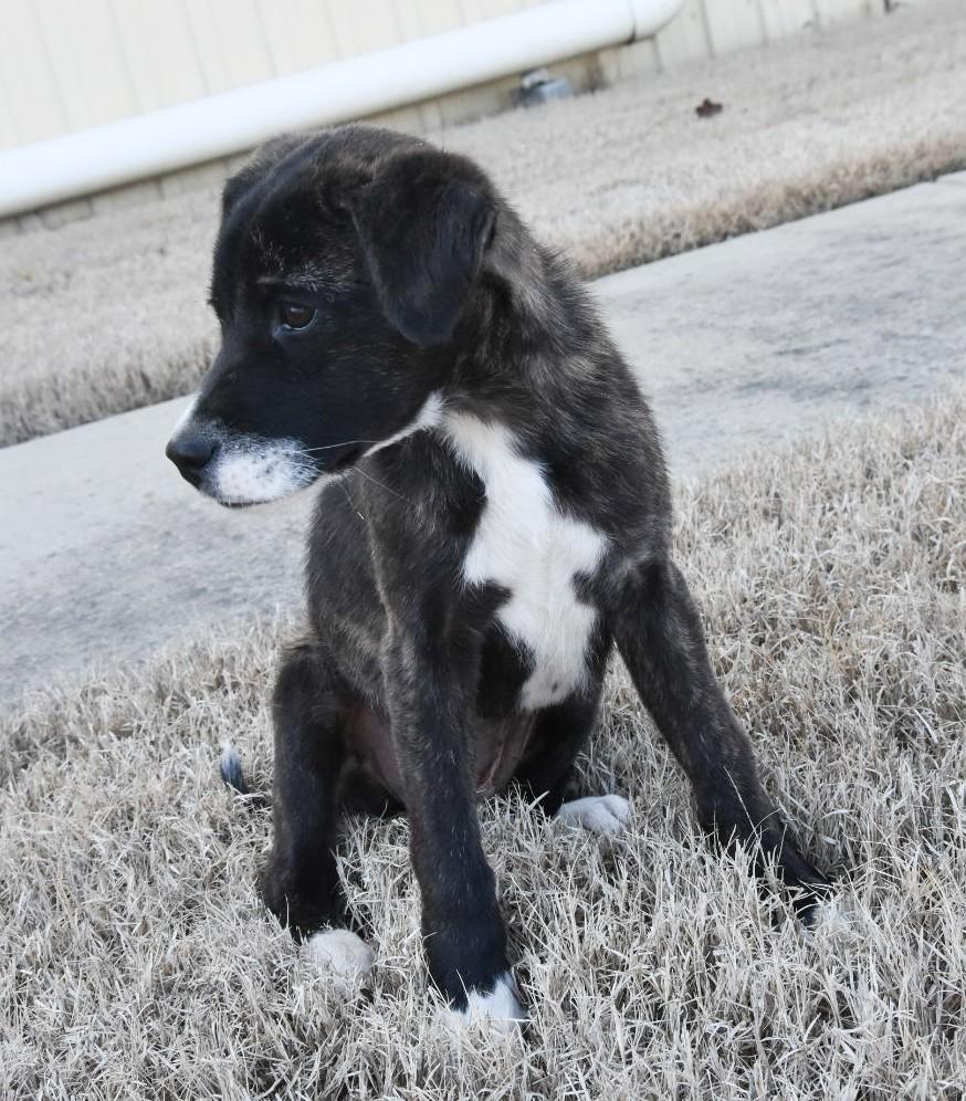 Enlarge Eve , an adopted mixed breed in Medfield, MA image 2/4