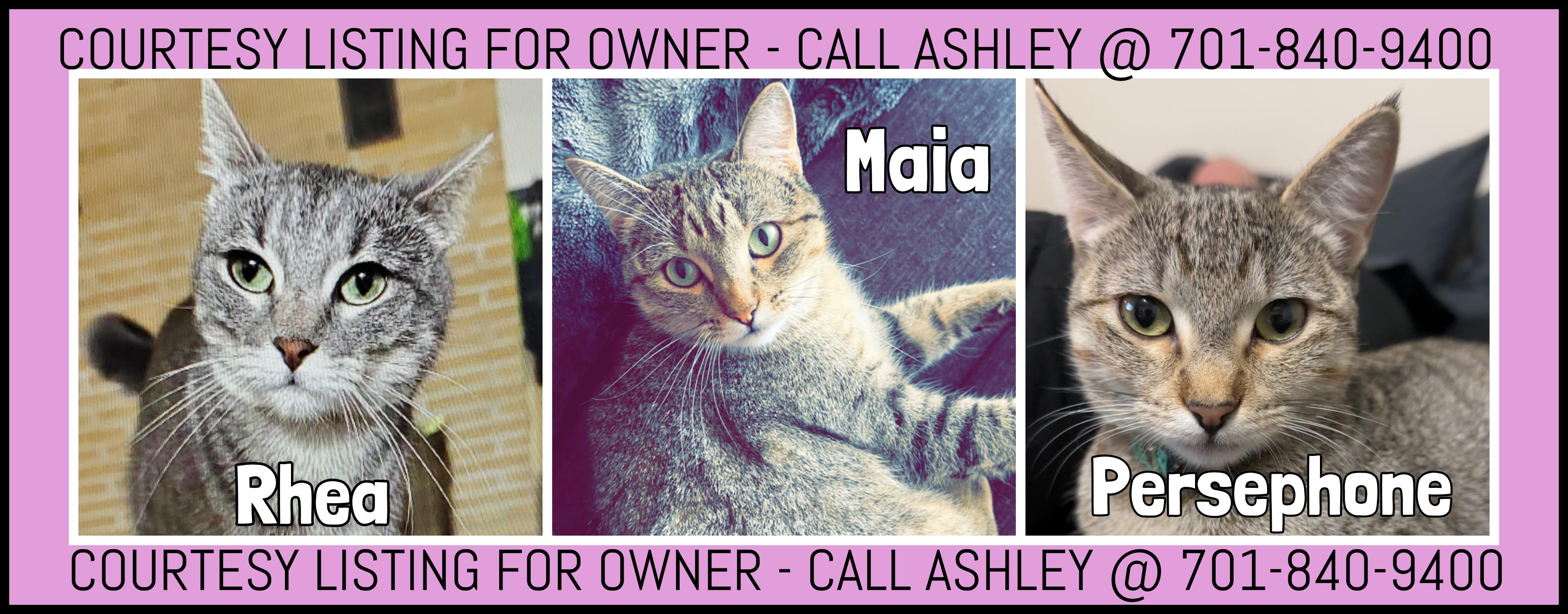Maia, Persephone & Rhea - COURTESY LISTING FOR OWNER, ADOPTABLE, Adult Female Domestic Short Hair.