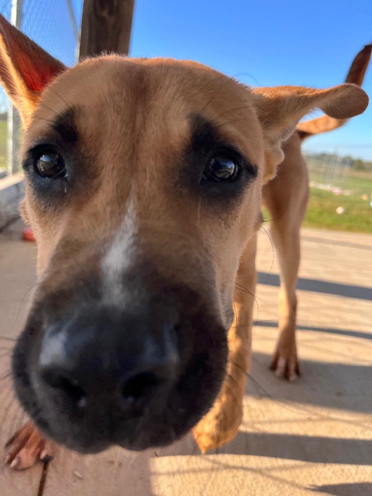 Bam, Adoptable, Young Male Terrier.