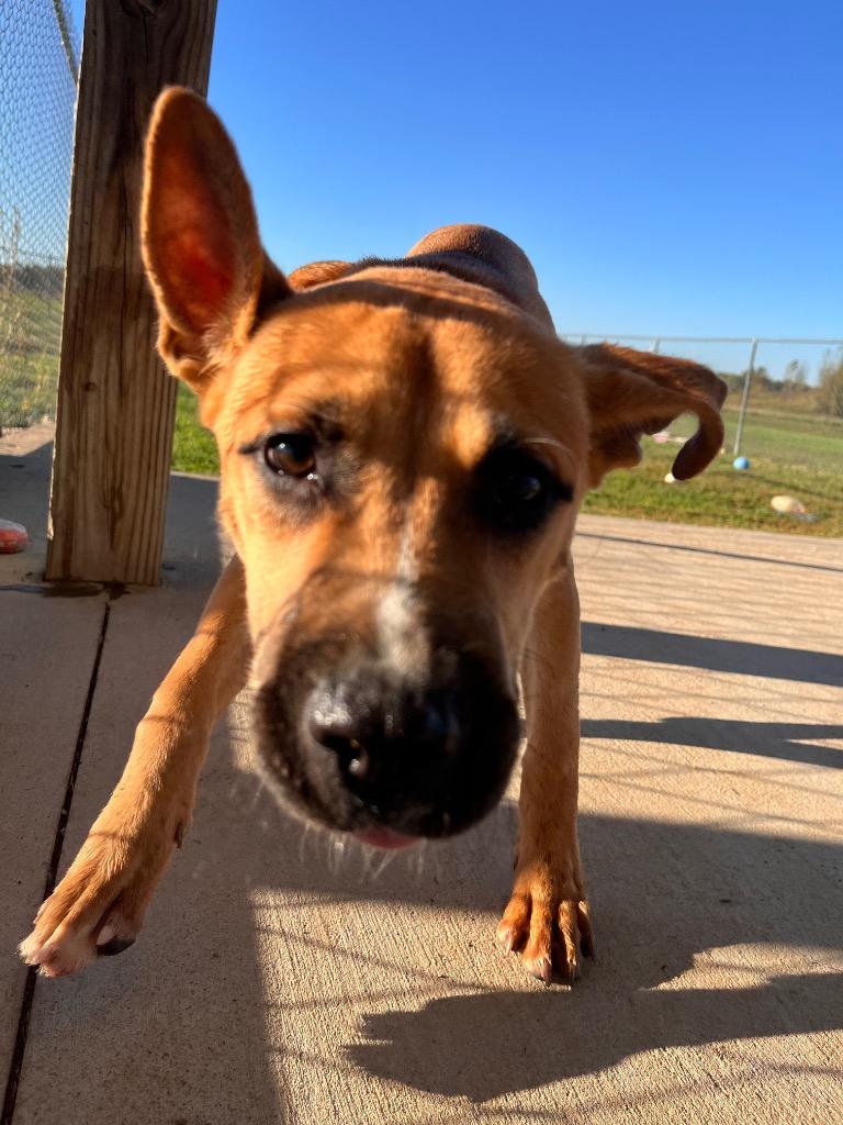 Enlarge Bam, a Adoptable mixed breed in Hopkinsville, KY image 3/6