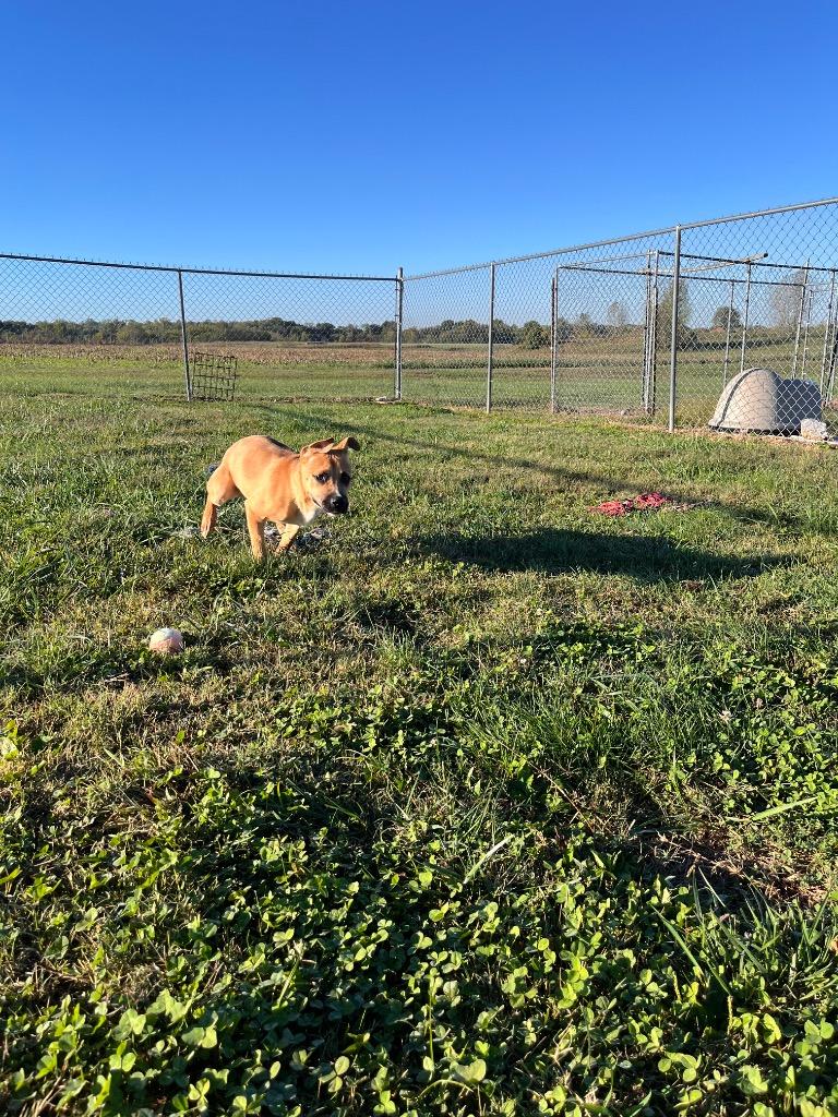 Enlarge Bam, a Adoptable mixed breed in Hopkinsville, KY image 4/6