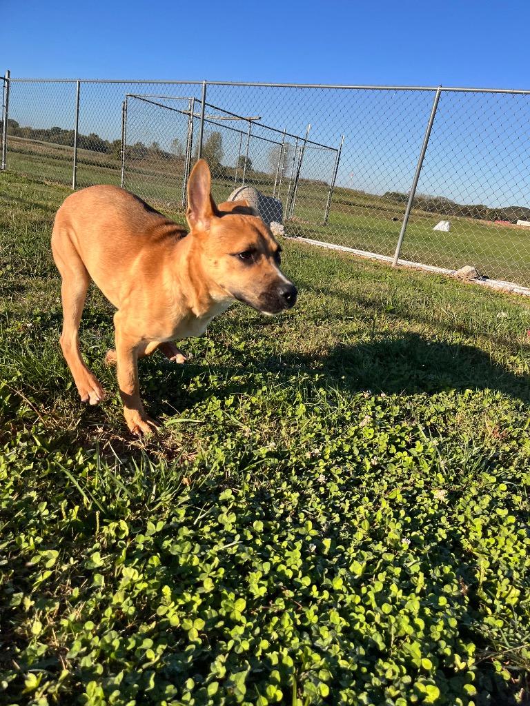 Enlarge Bam, a Adoptable mixed breed in Hopkinsville, KY image 5/6