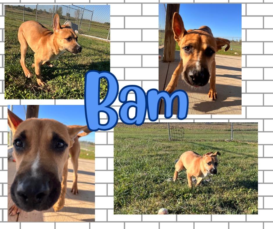 Enlarge Bam, a Adoptable mixed breed in Hopkinsville, KY image 6/6