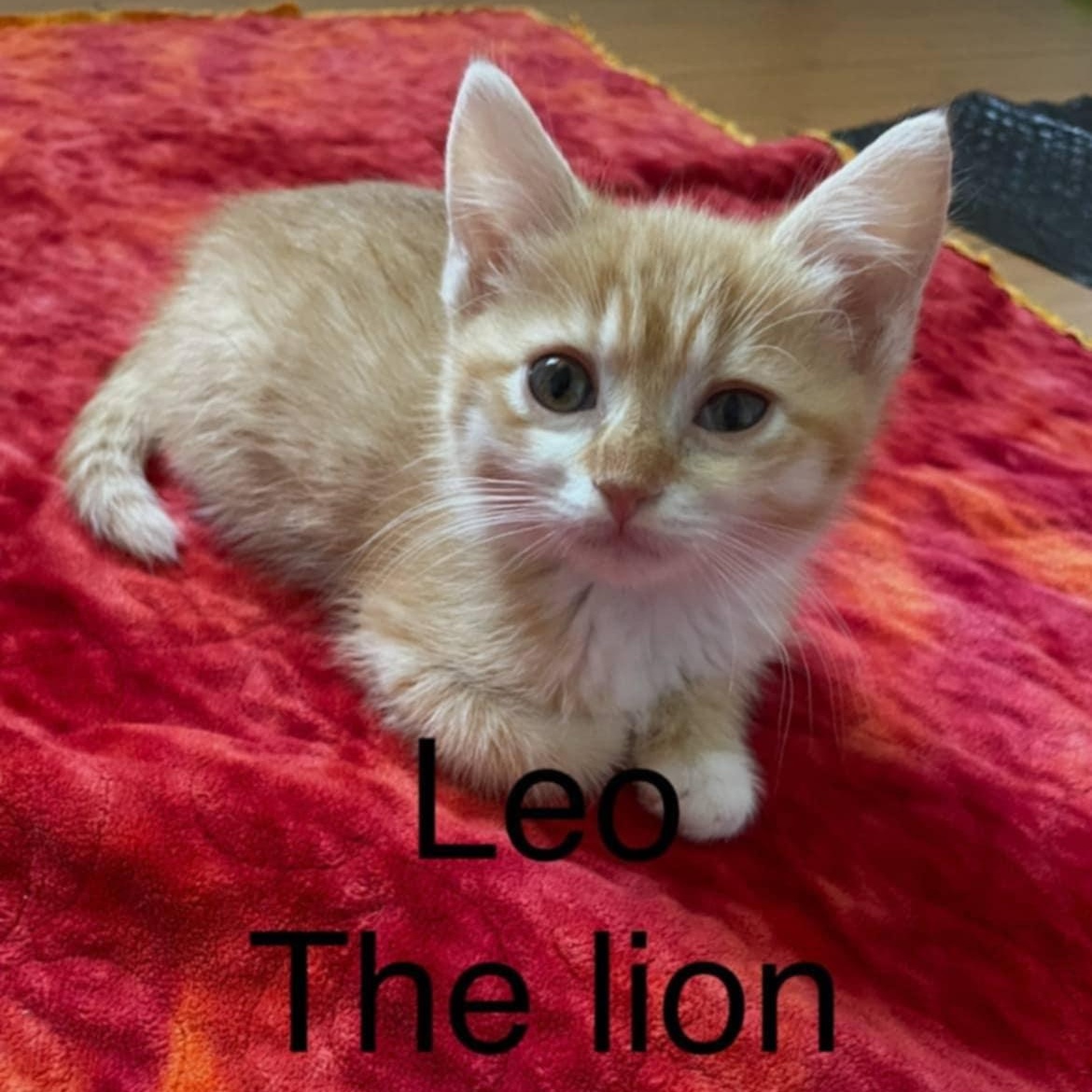 Leo the Lion