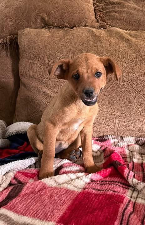 KC, adopted, Puppy Female Mixed Breed.