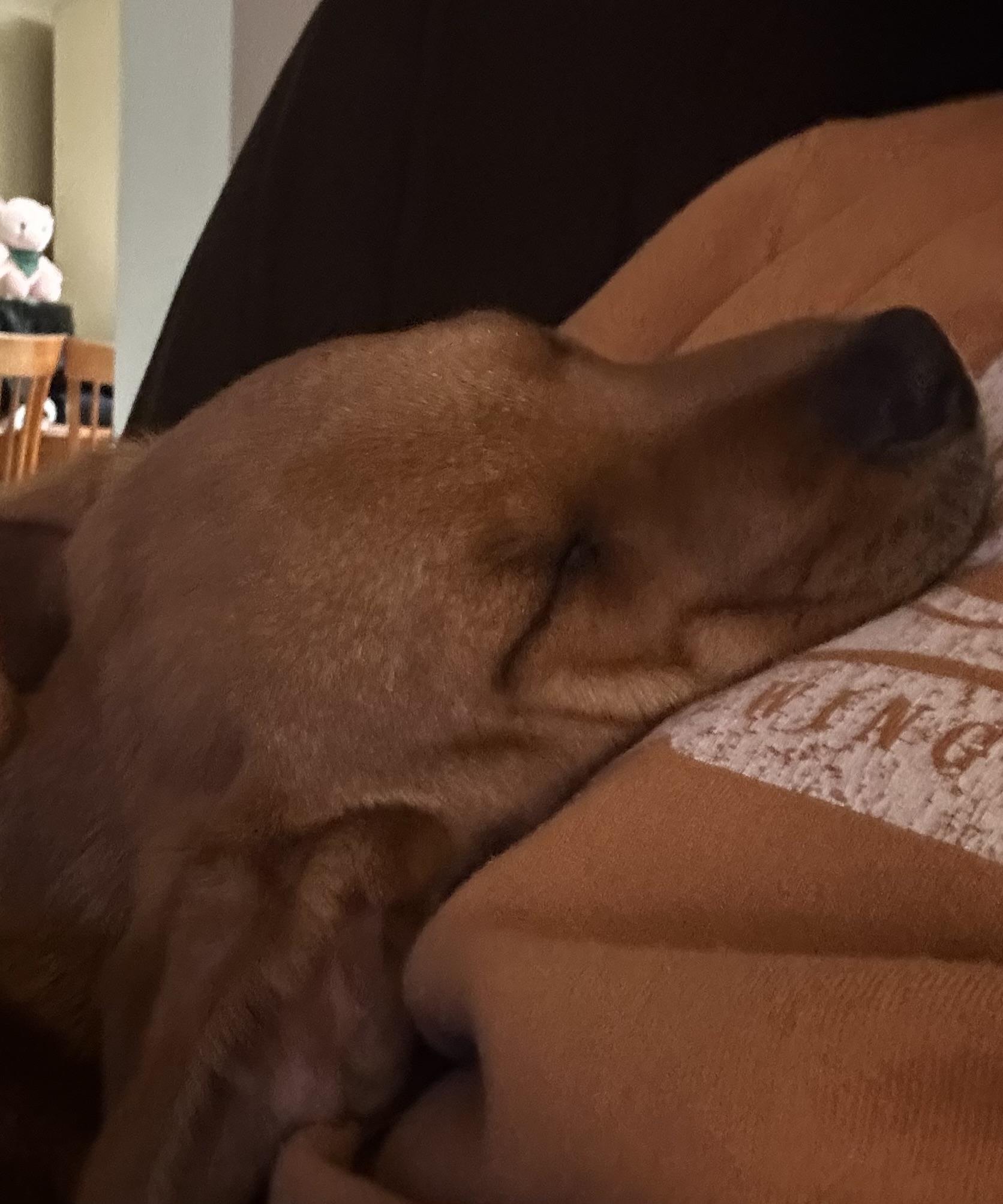 Enlarge KC, an adopted Mixed Breed in Kenosha, WI image 4/5