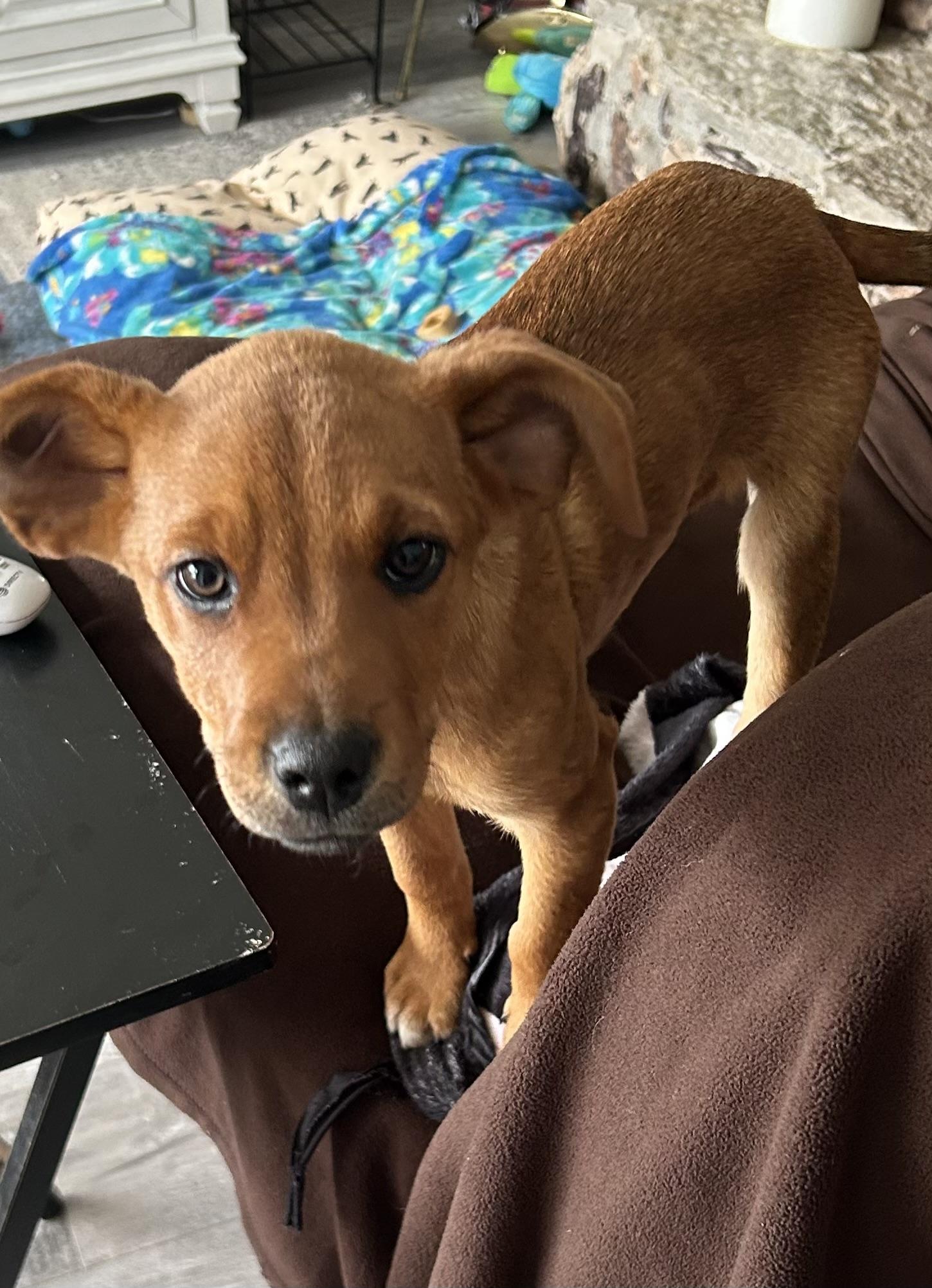 Enlarge KC, an adopted Mixed Breed in Kenosha, WI image 2/5