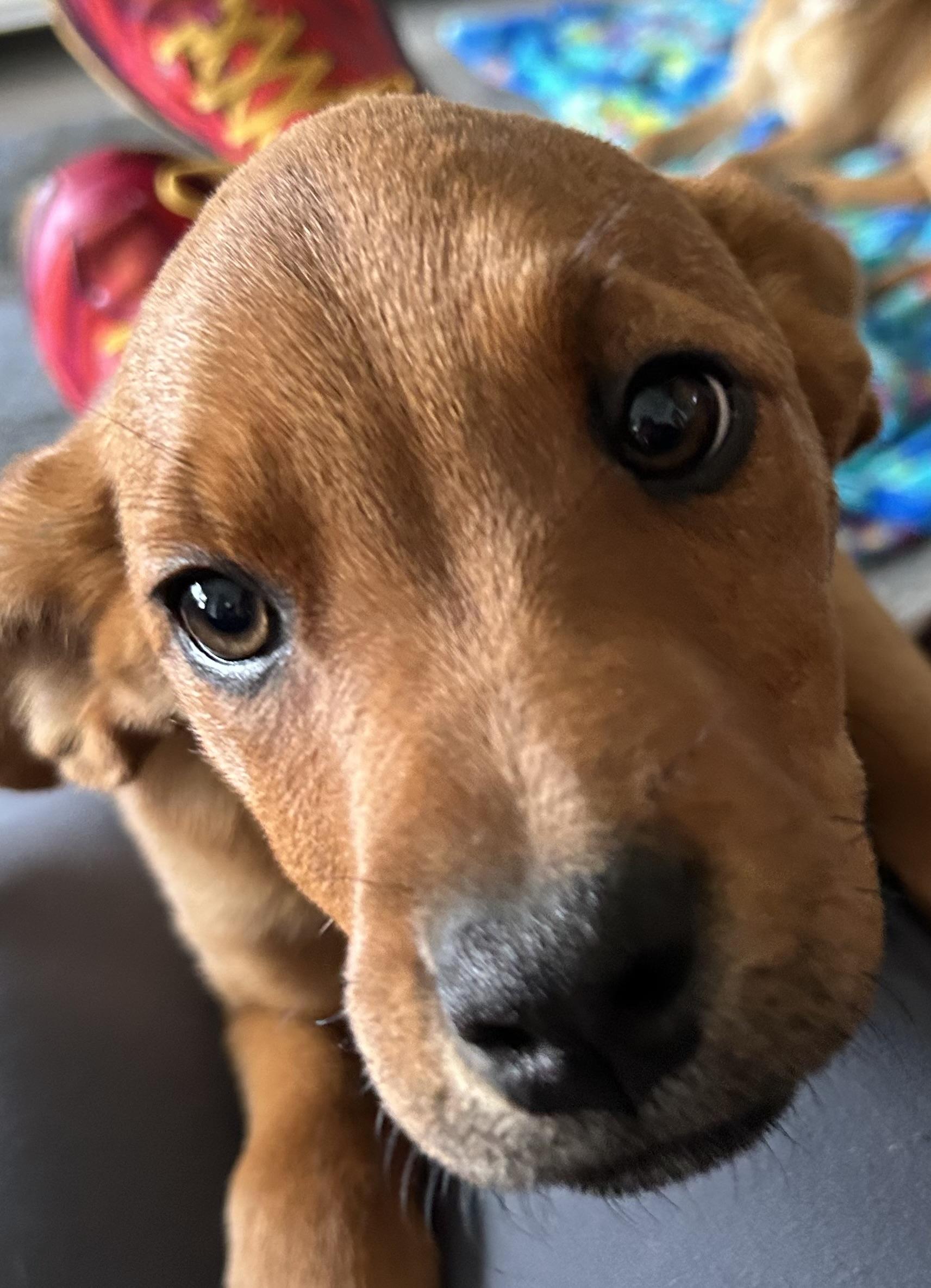 Enlarge KC, an adopted Mixed Breed in Kenosha, WI image 5/5