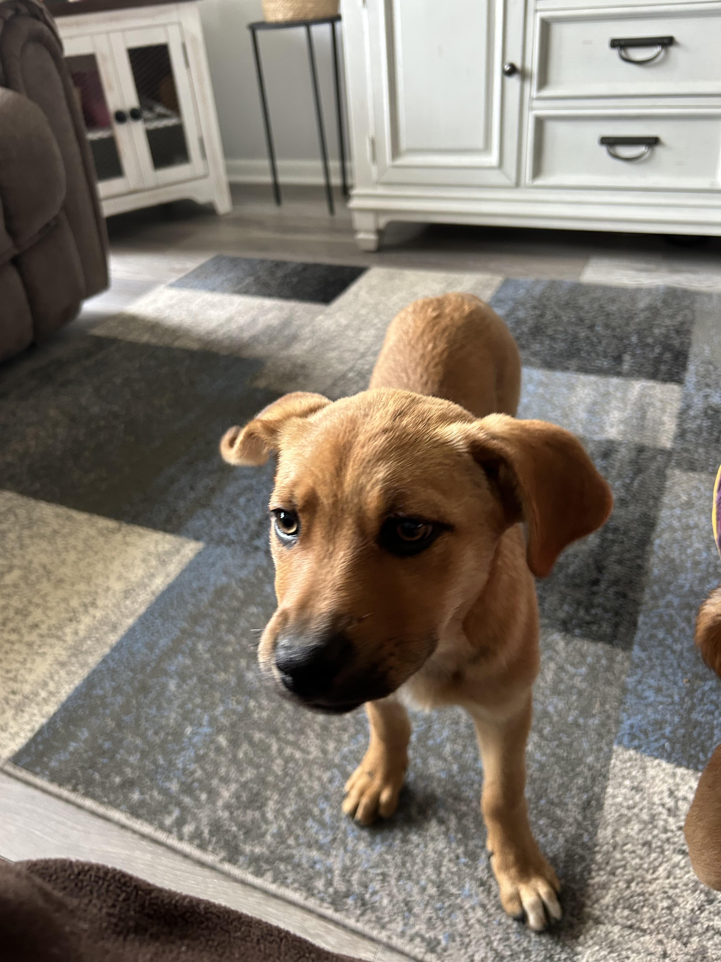 Enlarge KC, an adopted Mixed Breed in Kenosha, WI image 3/5