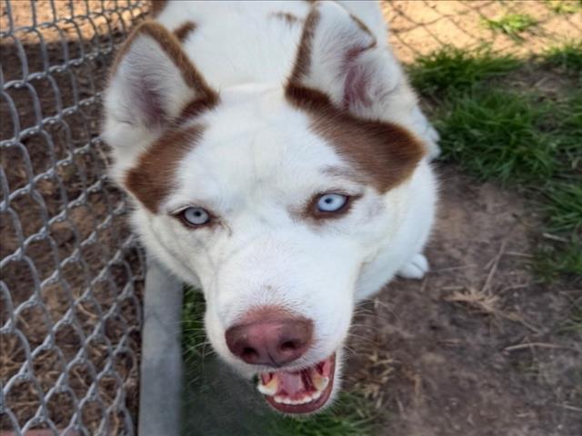 COWBOY, Adoptable, Young Male Husky & Mixed Breed.