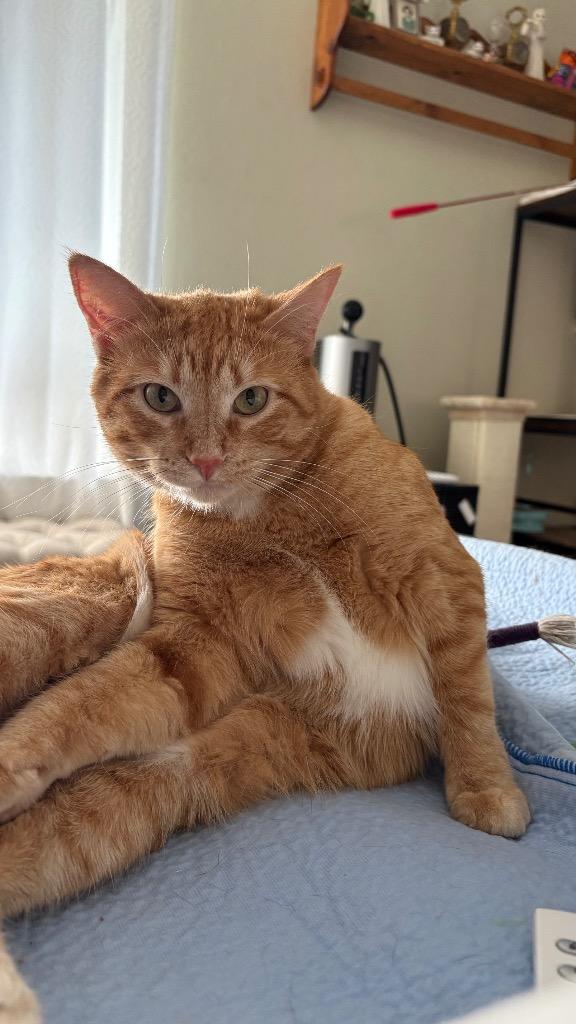 Nessa, Adoptable, Young Female Domestic Short Hair.