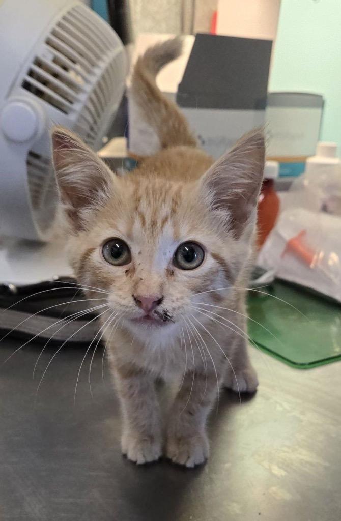 Nessa, a Adoptable Domestic Short Hair in Lewisville, TX image 2/6