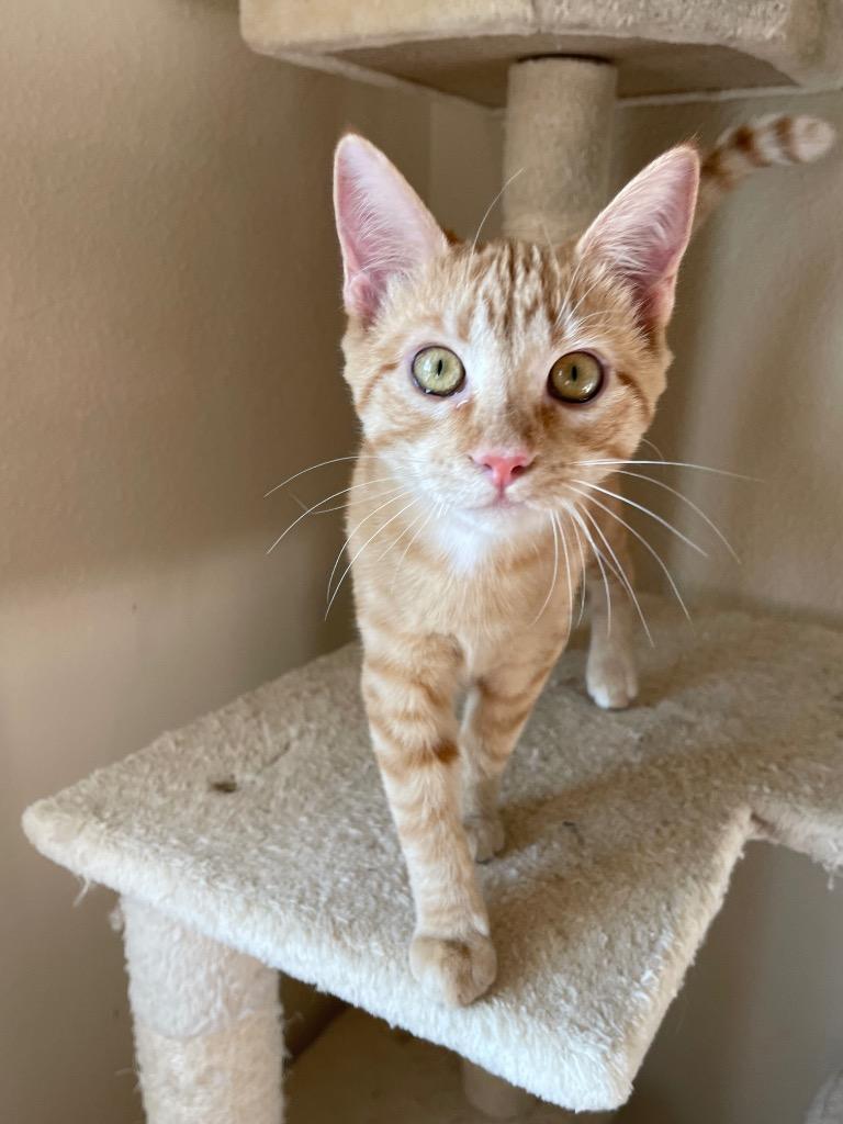 Nessa, a Adoptable Domestic Short Hair in Lewisville, TX image 3/6