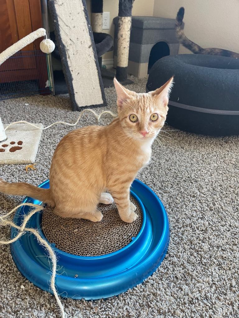Nessa, a Adoptable Domestic Short Hair in Lewisville, TX image 4/6