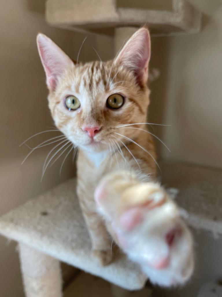 Nessa, a Adoptable Domestic Short Hair in Lewisville, TX image 5/6